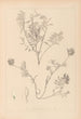 Herbier de la flore française Pl0432 - Louis Antoine Cusin — weergave van het kunstwerk