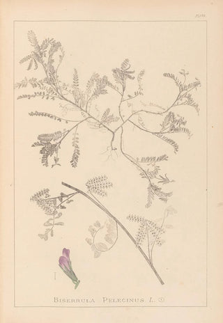 Louis Antoine Cusin - Herbier de la flore franaise Pl0435.webp