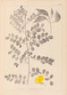 Herbier de la flore française Pl0436 - Louis Antoine Cusin — weergave van het kunstwerk