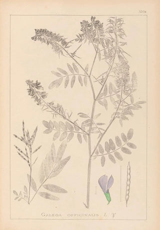 Louis Antoine Cusin - Herbier de la flore franaise Pl0438.webp