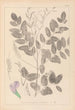 Herbier de la flore française Pl0439 - Louis Antoine Cusin — weergave van het kunstwerk