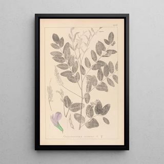 Louis Antoine Cusin - Herbier de la flore franaise Pl0439.webp