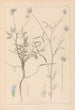 Herbier de la flore française Pl0440 - Louis Antoine Cusin — weergave van het kunstwerk
