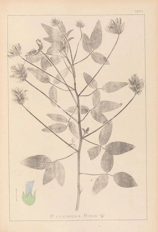Louis Antoine Cusin - Herbier de la flore franaise Pl0441.webp