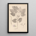 Herbier de la flore française Pl0442 - Louis Antoine Cusin — ingelijst kunstwerk aan de muur