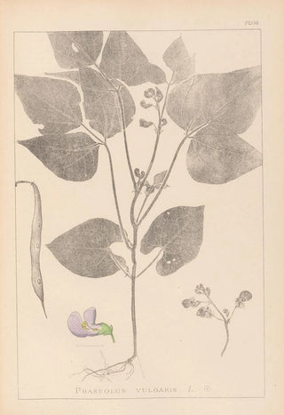 Louis Antoine Cusin - Herbier de la flore franaise Pl0442.webp