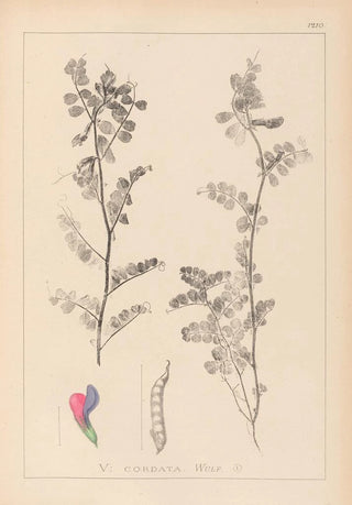 Louis Antoine Cusin - Herbier de la flore franaise Pl0444.webp