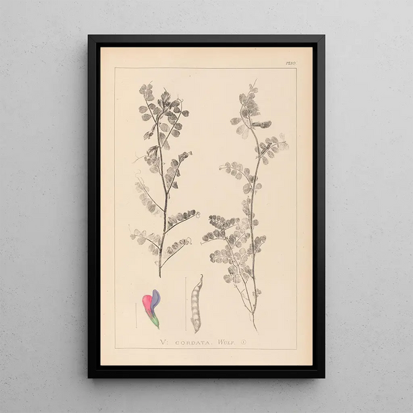 Louis Antoine Cusin - Herbier de la flore franaise Pl0444.webp