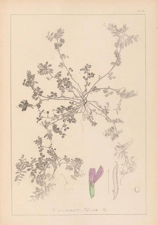 Louis Antoine Cusin - Herbier de la flore franaise Pl0449.webp