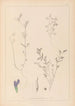 Herbier de la flore française Pl0450 - Louis Antoine Cusin — weergave van het kunstwerk
