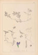 Herbier de la flore française Pl0451 - Louis Antoine Cusin — weergave van het kunstwerk