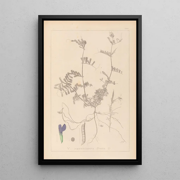 Louis Antoine Cusin - Herbier de la flore franaise Pl0452.webp