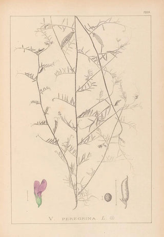 Louis Antoine Cusin - Herbier de la flore franaise Pl0453.webp