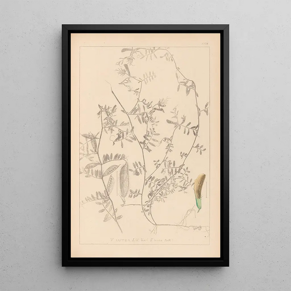 Louis Antoine Cusin - Herbier de la flore franaise Pl0455.webp