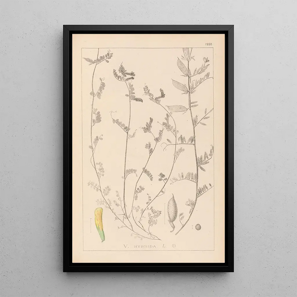 Louis Antoine Cusin - Herbier de la flore franaise Pl0456.webp