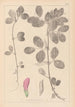 Herbier de la flore française Pl0458 - Louis Antoine Cusin — weergave van het kunstwerk