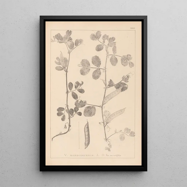 Louis Antoine Cusin - Herbier de la flore franaise Pl0459.webp