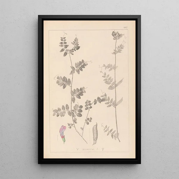 Louis Antoine Cusin - Herbier de la flore franaise Pl0461.webp