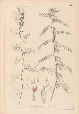 Louis Antoine Cusin - Herbier de la flore franaise Pl0462.webp