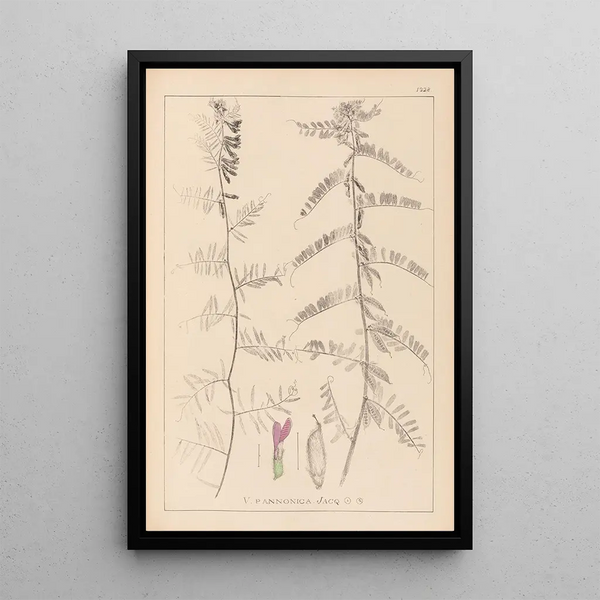 Louis Antoine Cusin - Herbier de la flore franaise Pl0462.webp