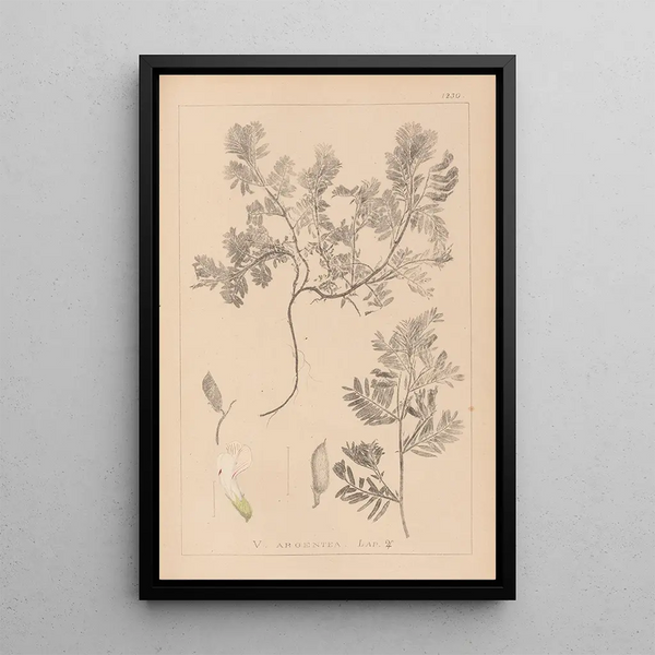 Louis Antoine Cusin - Herbier de la flore franaise Pl0463.webp