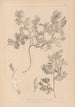 Herbier de la flore française Pl0463 - Louis Antoine Cusin — weergave van het kunstwerk
