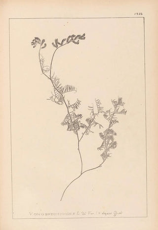 Louis Antoine Cusin - Herbier de la flore franaise Pl0465.webp