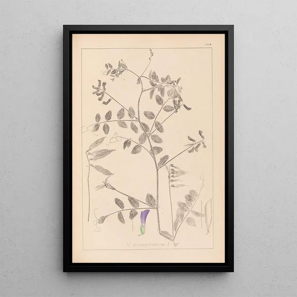 Louis Antoine Cusin - Herbier de la flore franaise Pl0467.webp