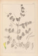 Herbier de la flore française Pl0468 - Louis Antoine Cusin — weergave van het kunstwerk
