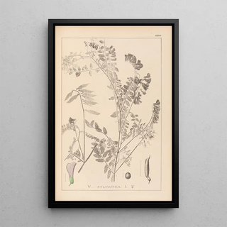 Louis Antoine Cusin - Herbier de la flore franaise Pl0469.webp