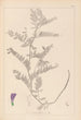 Herbier de la flore française Pl0471 - Louis Antoine Cusin — weergave van het kunstwerk