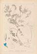 Herbier de la flore française Pl0472 - Louis Antoine Cusin — weergave van het kunstwerk
