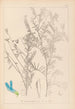 Herbier de la flore française Pl0474 - Louis Antoine Cusin — weergave van het kunstwerk