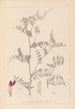Herbier de la flore française Pl0478 - Louis Antoine Cusin — weergave van het kunstwerk