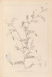 Herbier de la flore française Pl0479 - Louis Antoine Cusin — weergave van het kunstwerk