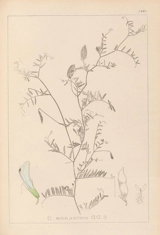 Louis Antoine Cusin - Herbier de la flore franaise Pl0479.webp