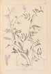 Herbier de la flore française Pl0480 - Louis Antoine Cusin — weergave van het kunstwerk