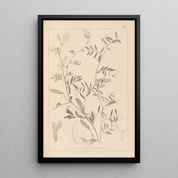 Louis Antoine Cusin - Herbier de la flore franaise Pl0480.webp