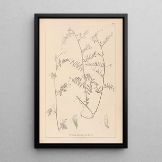 Louis Antoine Cusin - Herbier de la flore franaise Pl0481.webp