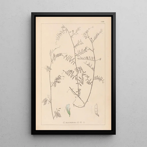 Louis Antoine Cusin - Herbier de la flore franaise Pl0481.webp