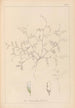 Herbier de la flore française Pl0483 - Louis Antoine Cusin — weergave van het kunstwerk