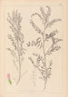 Herbier de la flore française Pl0487 - Louis Antoine Cusin — weergave van het kunstwerk