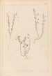 Herbier de la flore française Pl0489 - Louis Antoine Cusin — weergave van het kunstwerk