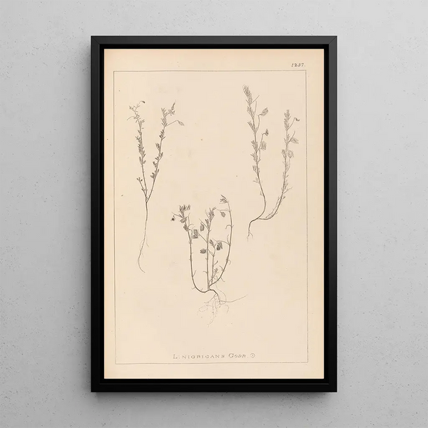 Louis Antoine Cusin - Herbier de la flore franaise Pl0489.webp