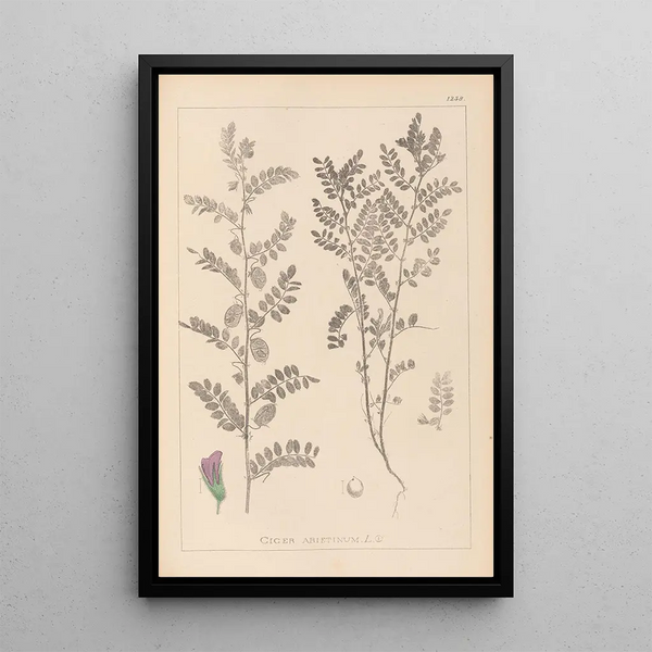 Louis Antoine Cusin - Herbier de la flore franaise Pl0490.webp