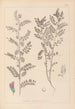 Herbier de la flore française Pl0490 - Louis Antoine Cusin — weergave van het kunstwerk