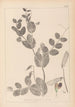 Herbier de la flore française Pl0491 - Louis Antoine Cusin — weergave van het kunstwerk