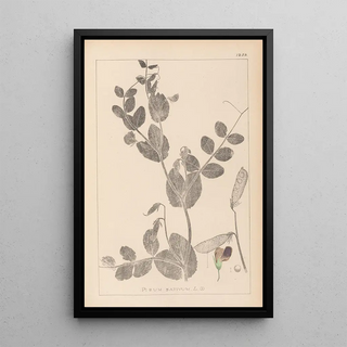 Louis Antoine Cusin - Herbier de la flore franaise Pl0491.webp