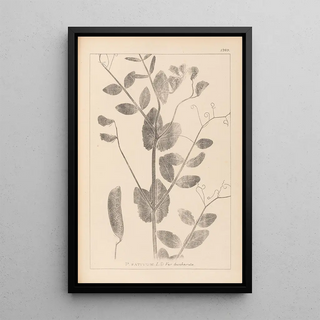 Louis Antoine Cusin - Herbier de la flore franaise Pl0492.webp