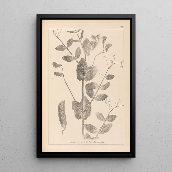 Louis Antoine Cusin - Herbier de la flore franaise Pl0492.webp